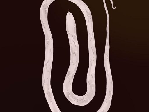 white snake cover